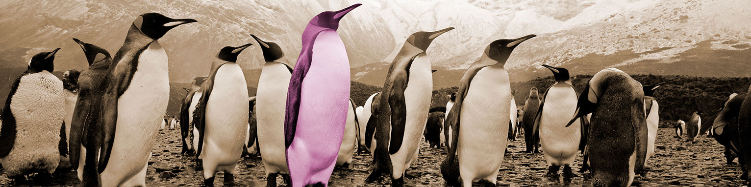 Dialogmarketing von Ihrer Agentur - Header Pinguine