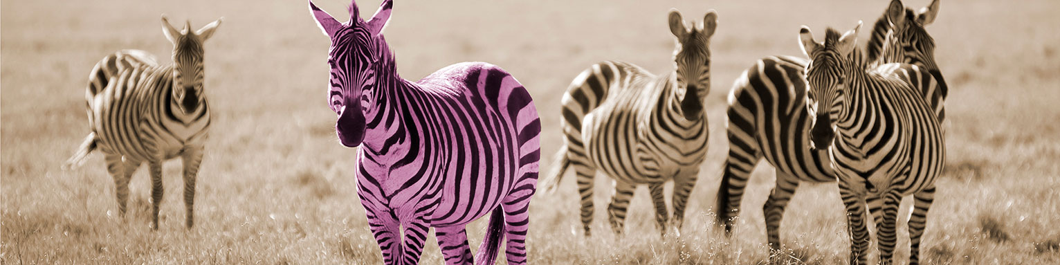 Wordpress-Website erstellen lassen - Header Zebras
